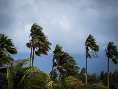 hurricane winds on palm trees